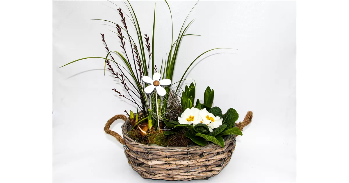 Frühlings-Korb bunt bepflanzt weiß, 1A Garten Arrangement, Pflanzen Arrangements - Online bestellen & kaufen