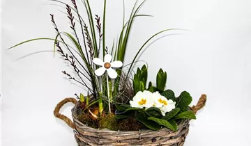 Bildvorschau