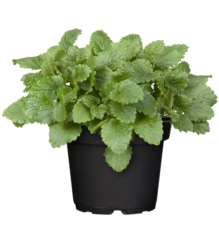 Melissa officinalis