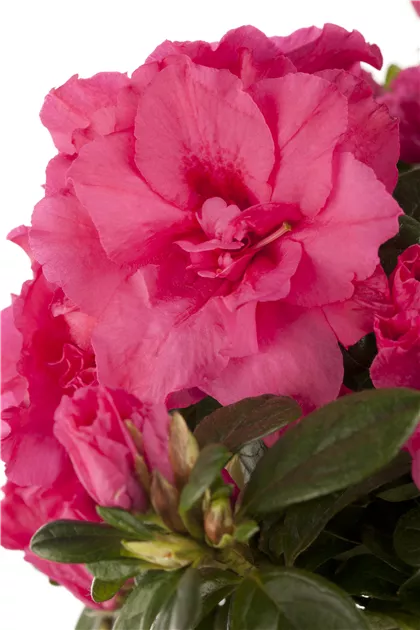 Rhododendron simsii 'Inka', Zimmerazalee 'Inka' - 1A Garten Ammer