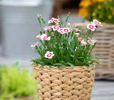 Dianthus 'Peach Party'®