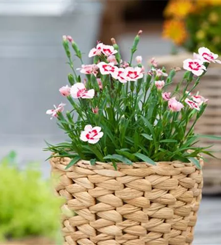Dianthus 'Peach Party'®