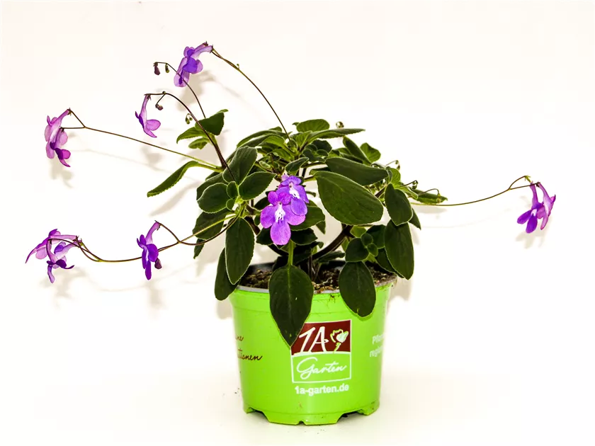 Streptocarpus saxorum (Blauer Paul), Drehfrucht (Blauer Paul), Pflanzen  Online und vor Ort kaufen - 1A Garten Ammer