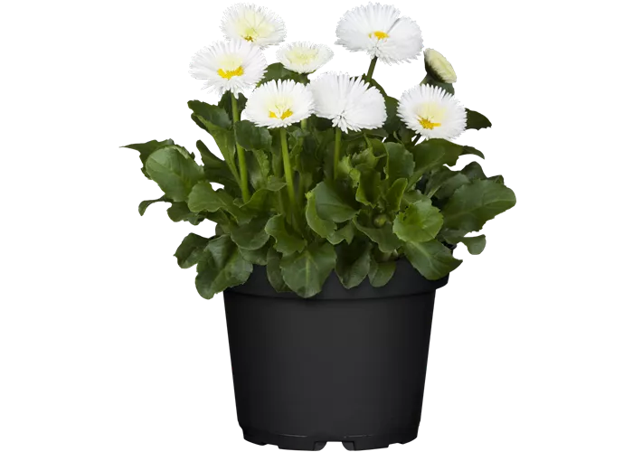 Bellis perennis, weiß