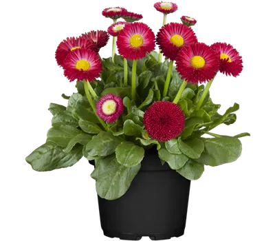 Bellis perennis, rot
