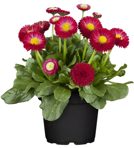 Bellis perennis, rot