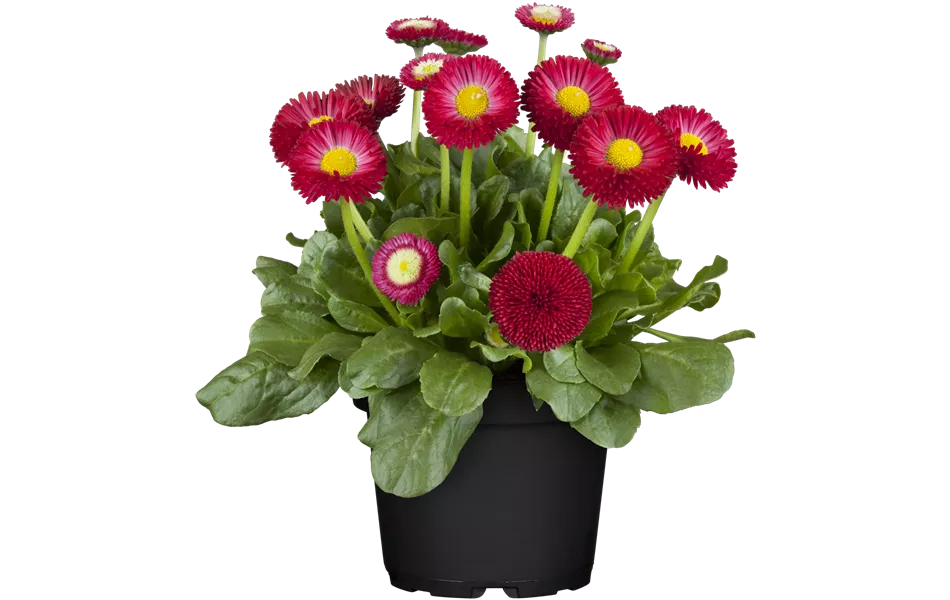 Bellis perennis, rot
