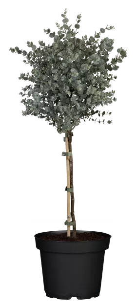Eucalyptus gunnii, Stamm, Echter Eukalyptus, Stmmchen, Pflanzen Online und  vor Ort kaufen - 1A Garten Ammer
