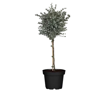 Eucalyptus gunnii, Stamm