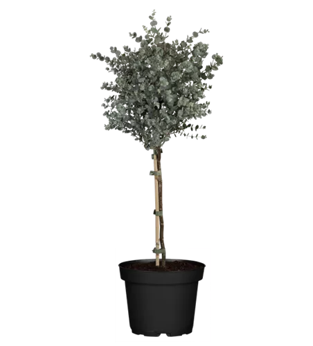 Eucalyptus gunnii, Stamm