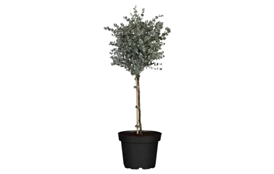 Eucalyptus gunnii, Stamm
