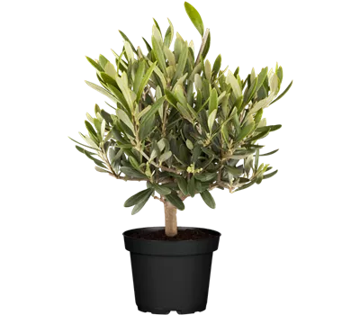 Olea europaea Busch T15