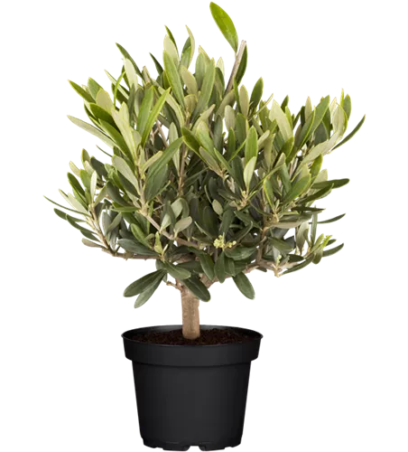 Olea europaea Busch T15