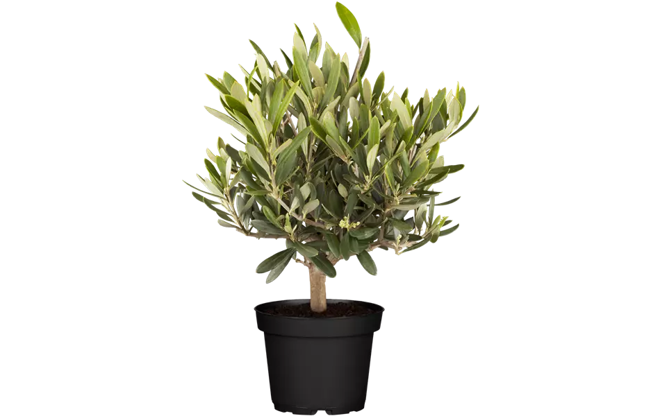 Olea europaea Busch T15