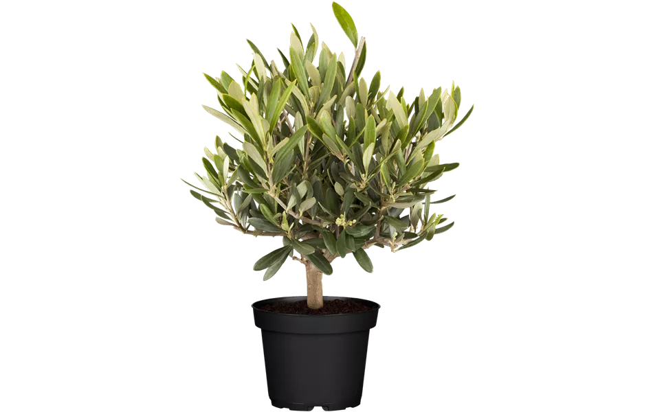 Olea europaea Busch T15