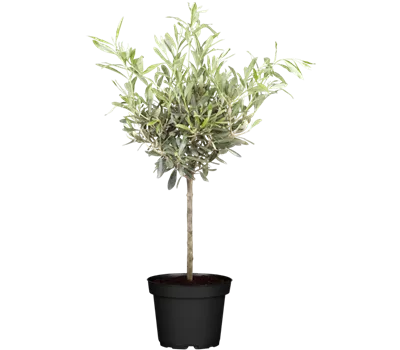 Olea europaea Stamm T15