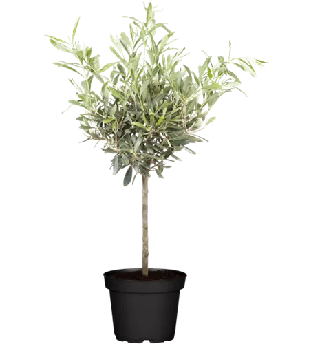 Olea europaea Stamm T15
