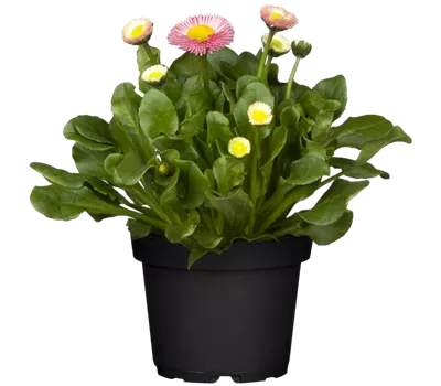 Bellis perennis, rosa