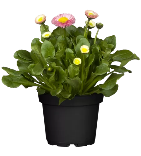 Bellis perennis, rosa