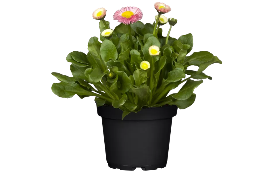 Bellis perennis, rosa
