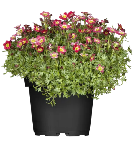 Saxifraga x arendsii, rot Saxifraga x arendsii, rot