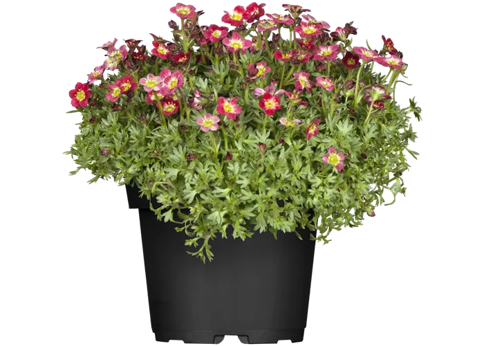 Saxifraga x arendsii, rot