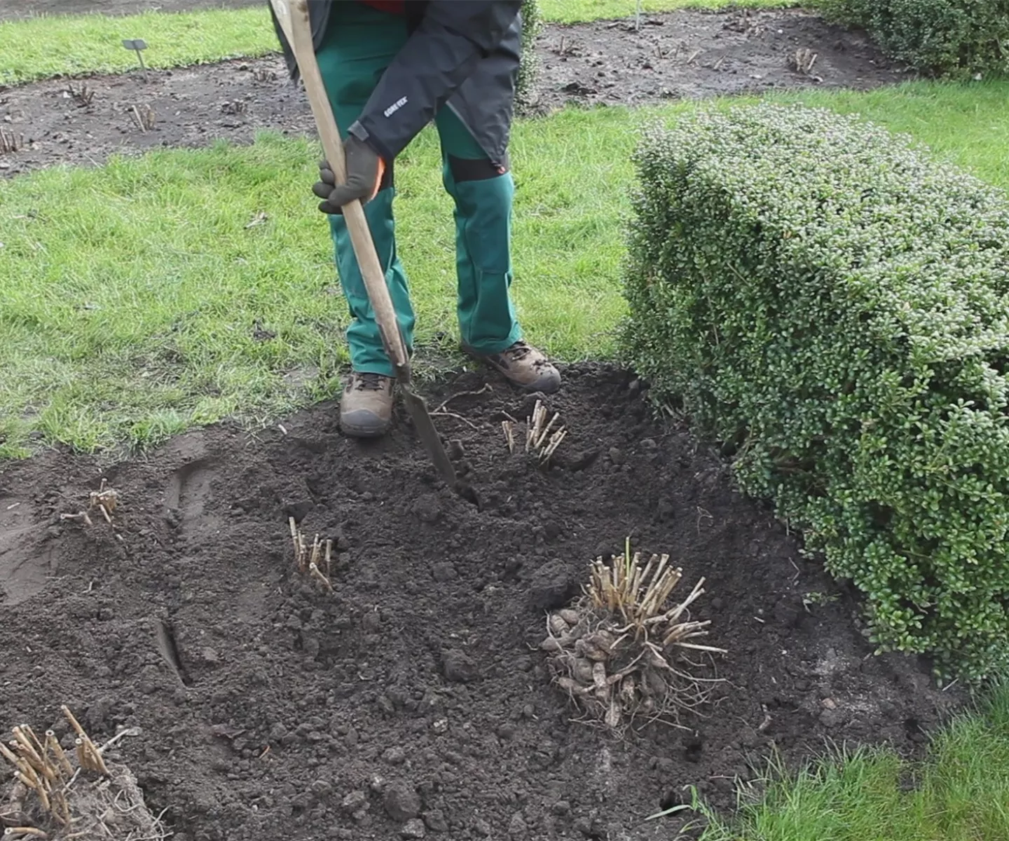 Dahlien - Einpflanzen im Garten