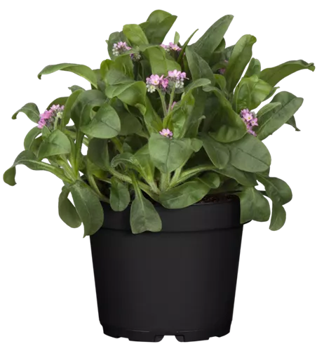 Myosotis sylvatica, rosa