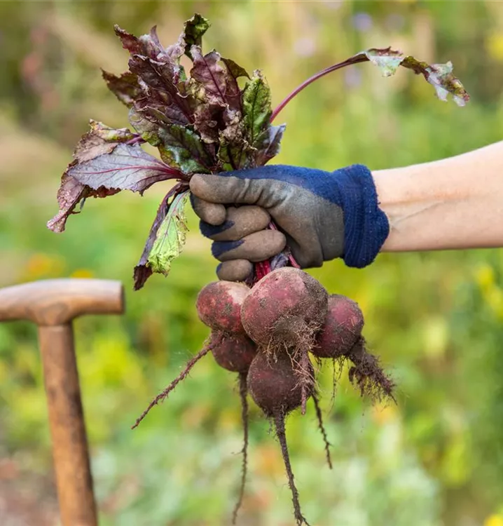 Rote Beete