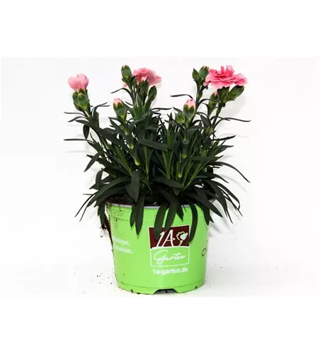 Dianthus caryophyllus 'Oscar® Pink'