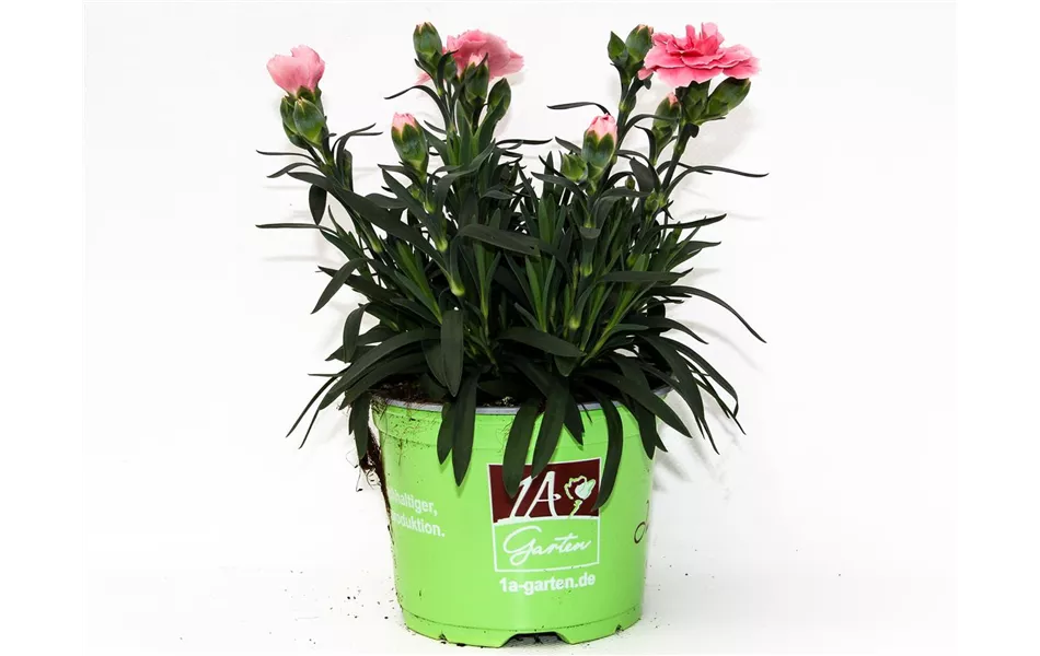 Dianthus caryophyllus 'Oscar® Pink'
