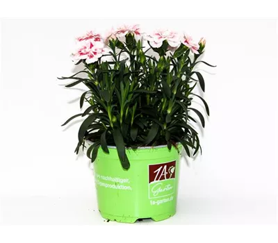 Dianthus caryophyllus 'Oscar® Red Star'