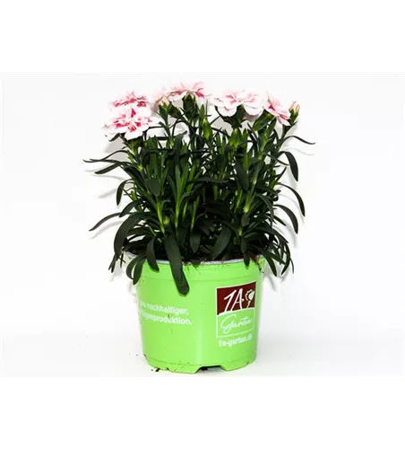 Dianthus caryophyllus 'Oscar® Red Star'
