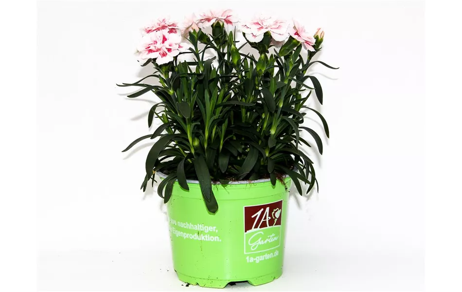 Dianthus caryophyllus 'Oscar® Red Star'