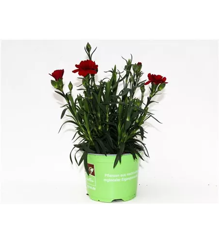 Dianthus caryophyllus 'Oscar® Dark Red'