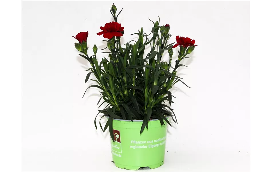 Dianthus caryophyllus 'Oscar® Dark Red'