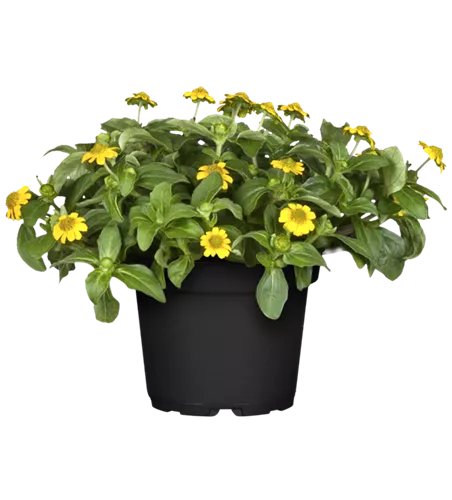 Sanvitalia procumbens 'Cuzco Compact'