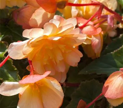 Begonia x tuberhybrida 'Rosana® Champagner'