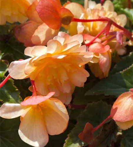 Begonia x tuberhybrida 'Rosana® Champagner'