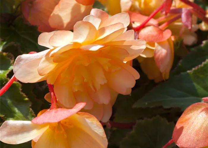 Begonia x tuberhybrida 'Rosana® Champagner'