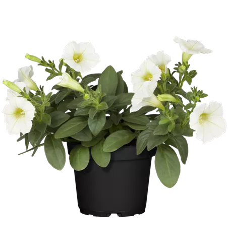 Petunia 'Surfinia White'