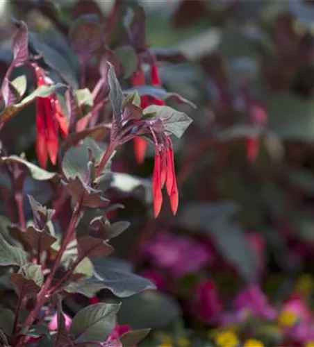 Fuchsia triphylla