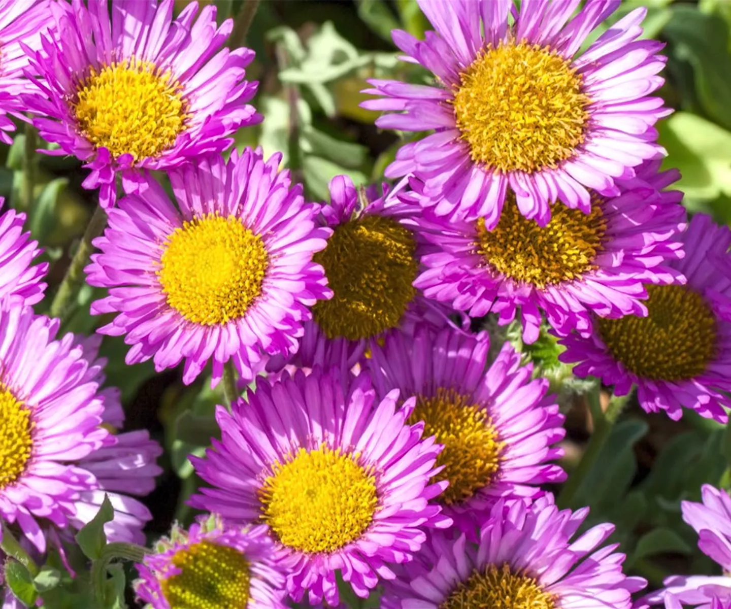 Feinstrahl - Einpflanzen im Garten