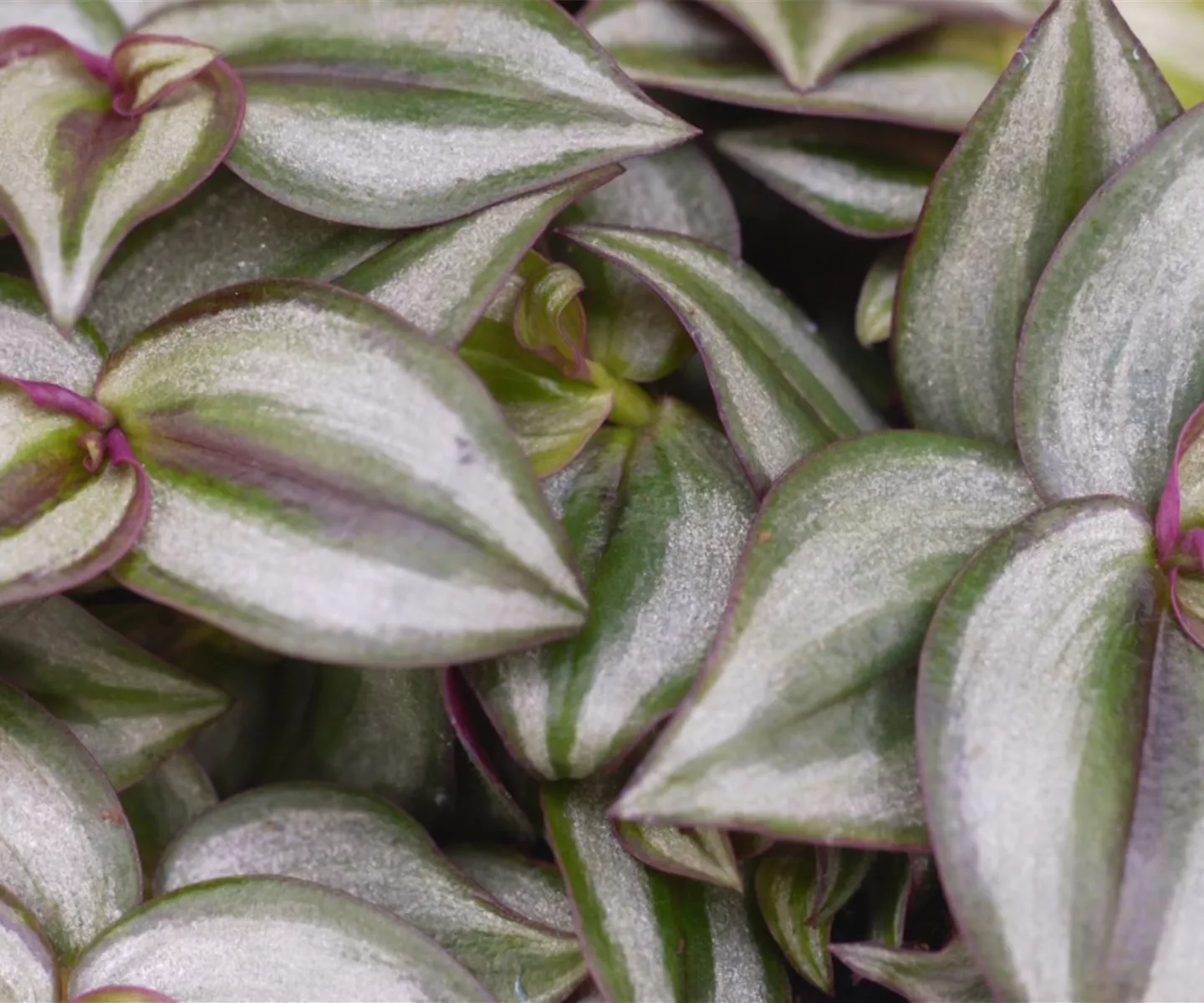 Silber-Dreimasterblume - Umtopfen