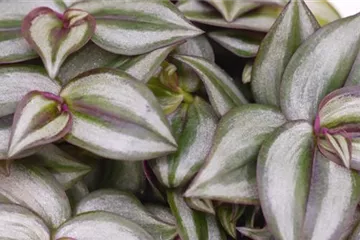 Silber-Dreimasterblume - Umtopfen