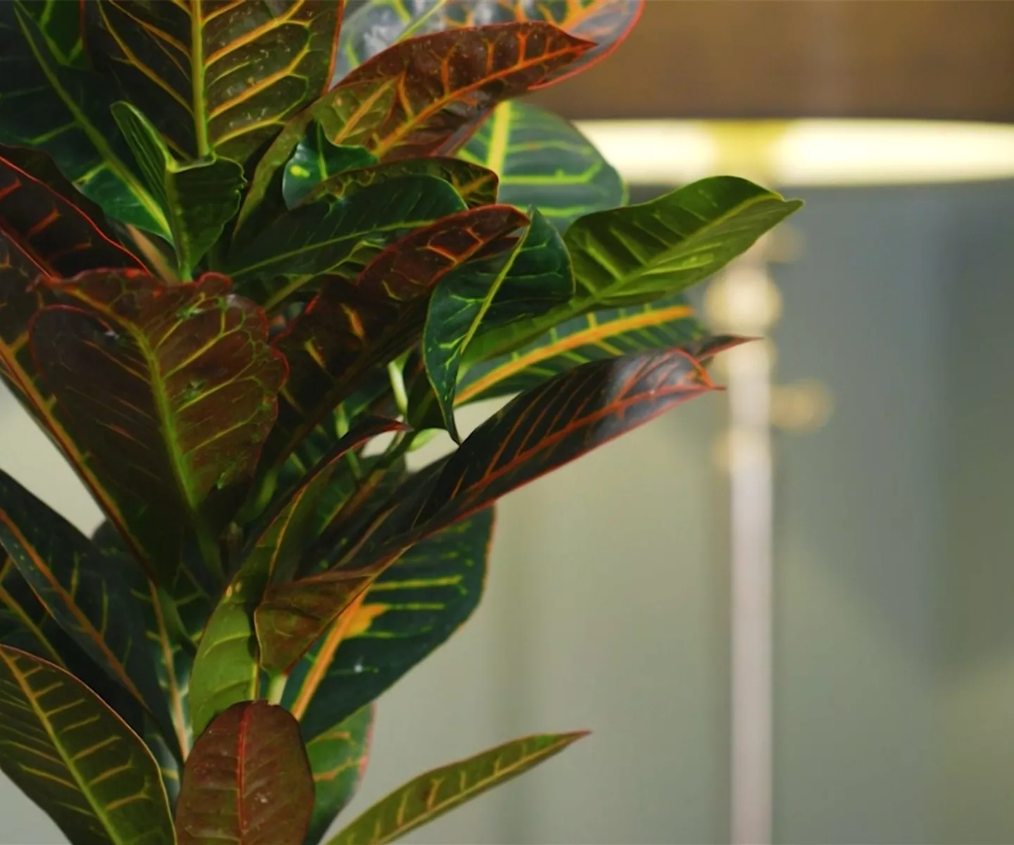 Zimmerpflanzenportrait - Wunderstrauch