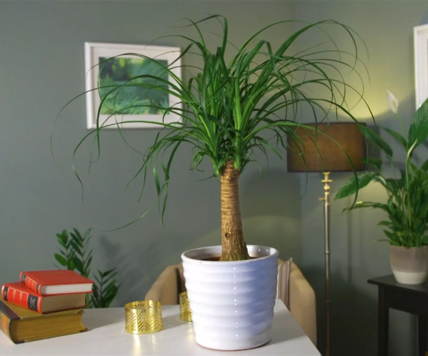 Zimmerpflanzenportrait - Elefantenfuß