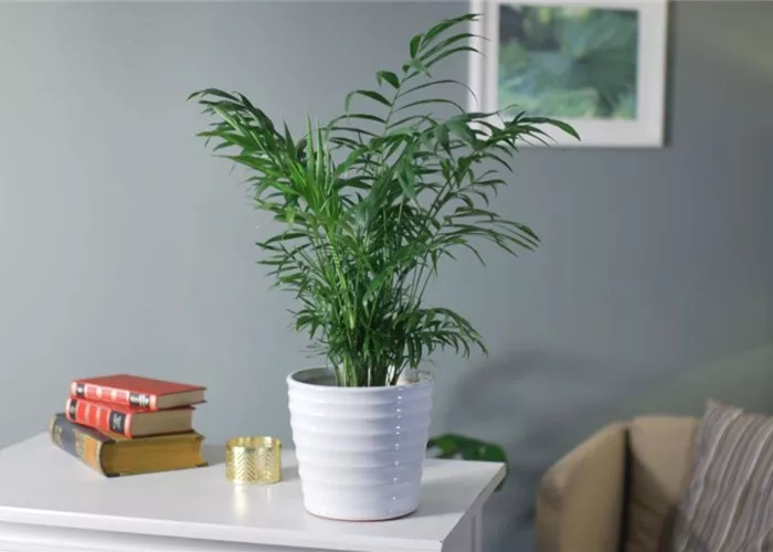 Zimmerpflanzenportrait - Bergpalme