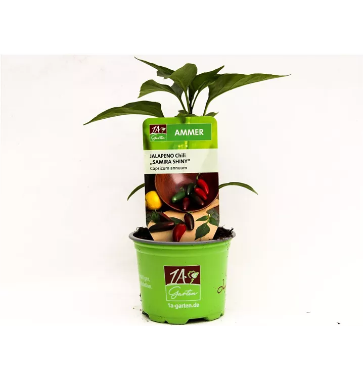 Jalapeno-Chili 'Samira® Shiny'