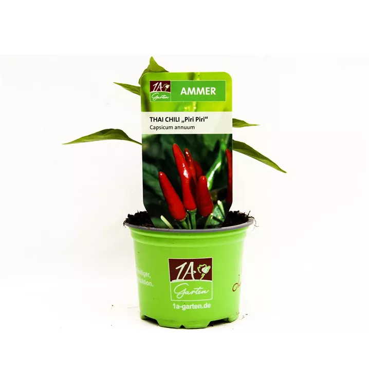 Chili 'Piri Piri'
